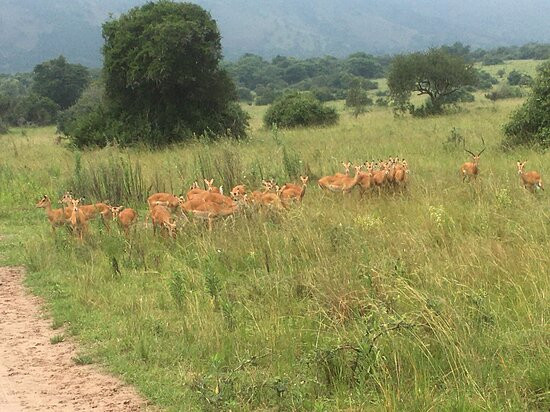 Wild Hikes Rwanda-吉佳利必去景点