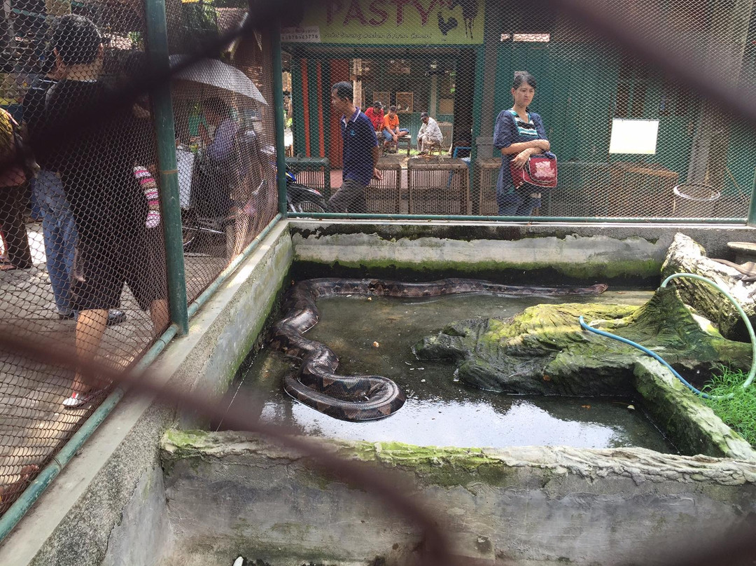 Yogyakarta Bird Market-日惹必去景点