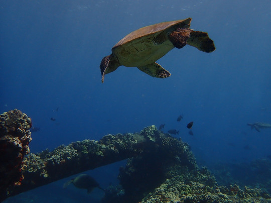 Banyan Tree Divers Maui-拉海纳必去景点
