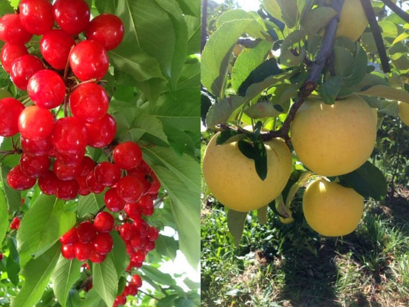 Komachi Orchards-沼田市必去景点