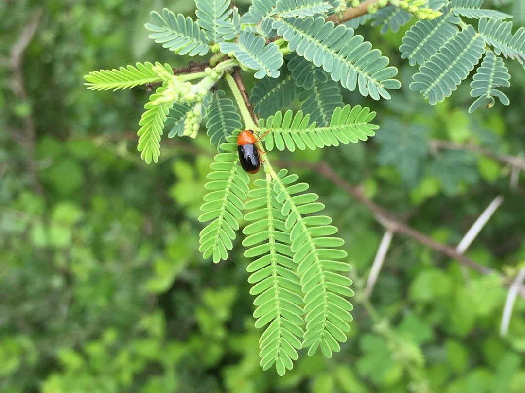 Hingolgadh Nature Education Sanctuary景点图片