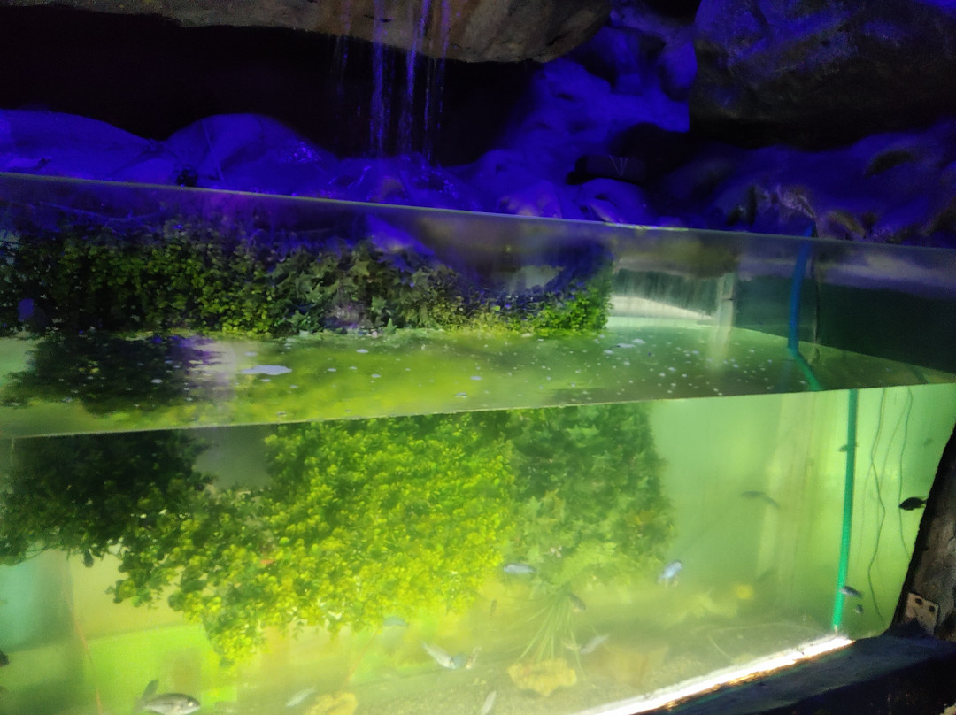 Lokaranjan Aqua World Underwater Zoo-迈索尔必去景点