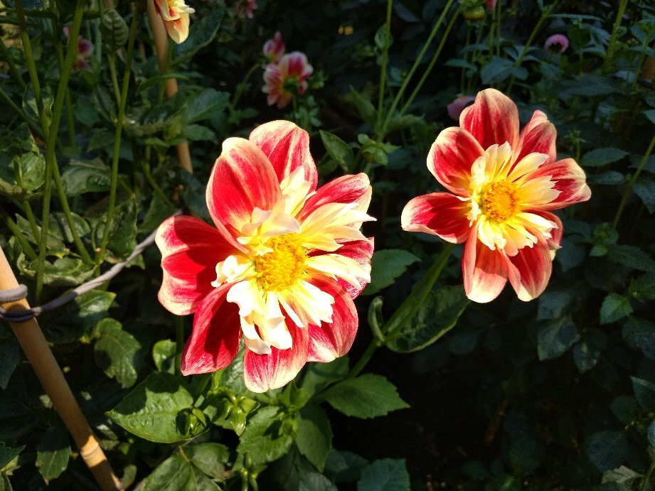Lake Wendouree-巴拉瑞特必去景点