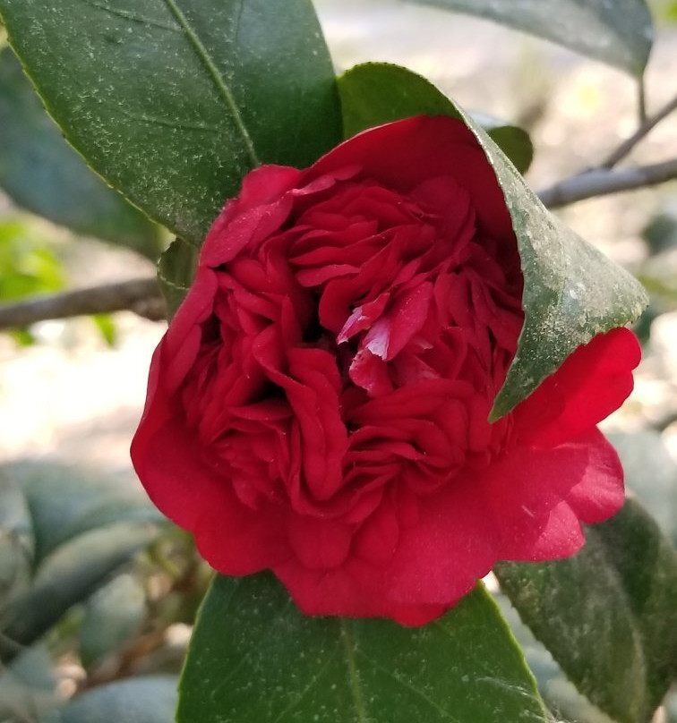 LeConte-Woodmanston Plantation and Botanical Gardens-Riceboro必去景点