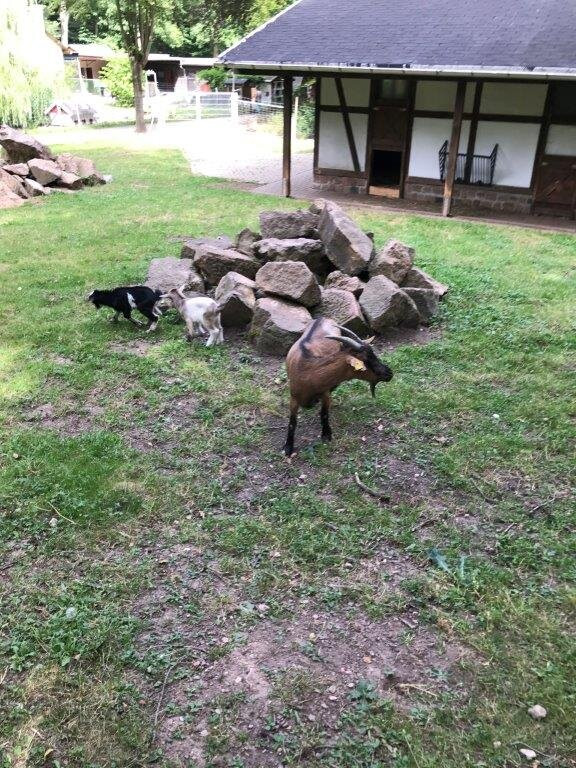 Tiergehege im Sahn Park-Crimmitschau必去景点
