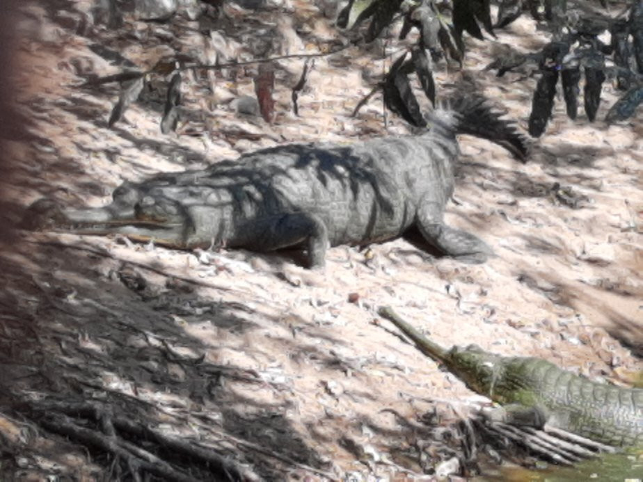 The Madras Crocodile Bank Trust and Centre for Herpetology景点图片