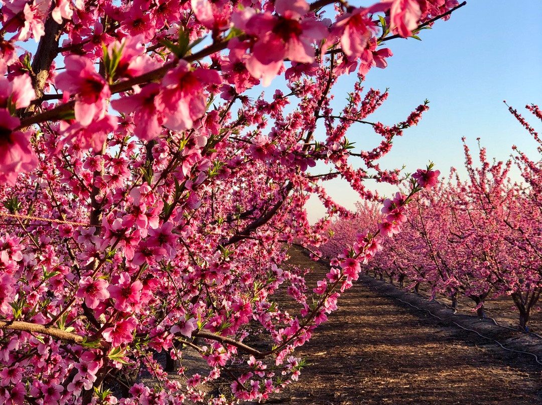 Blossom Trail-弗雷斯诺必去景点