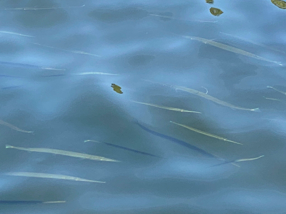 King's Bay Park-克里斯特尔里弗必去景点