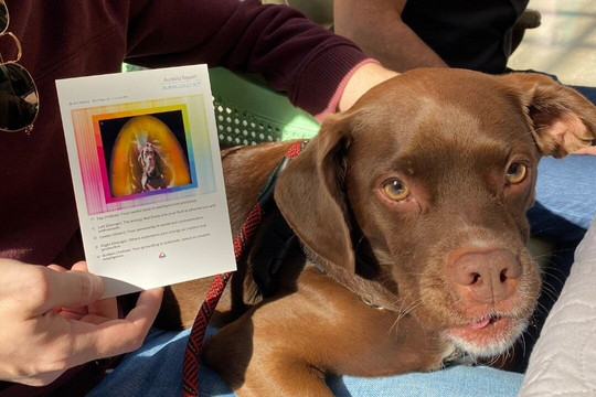 ADORATHERAPY-阿什维尔必去景点