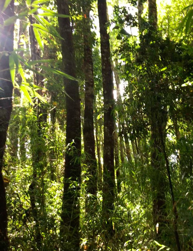 Reserva Natural El Triwe-Frutillar必去景点