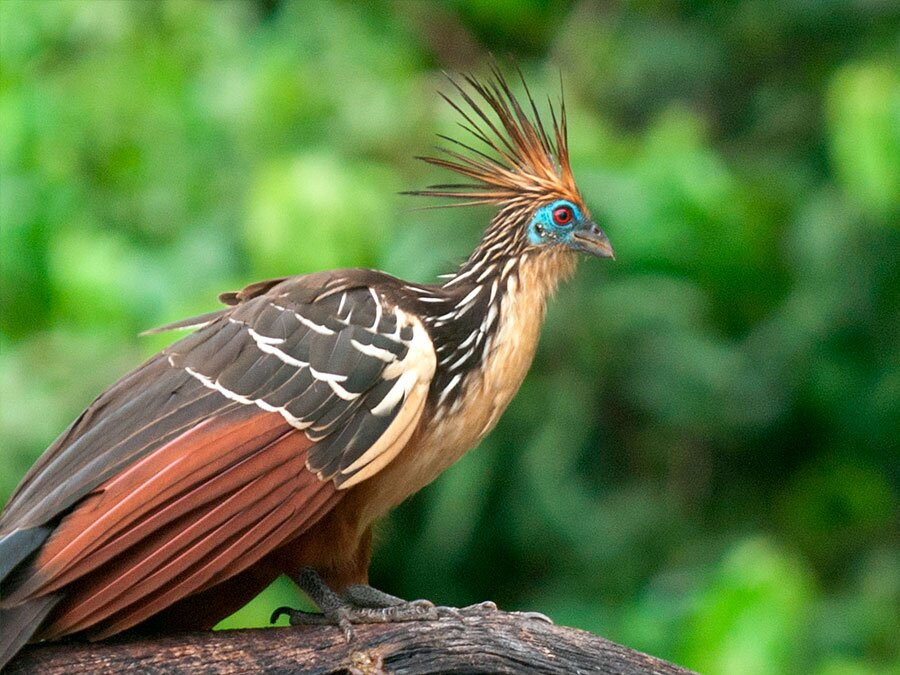 Kosnipata Valley-玛努国家公园必去景点