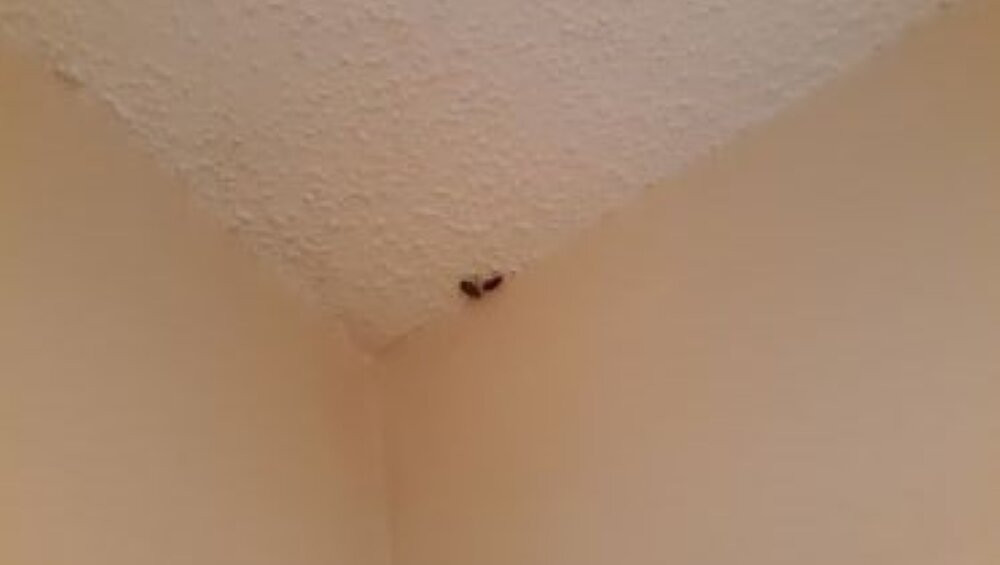 Red Roof Inn & Suites Scottsboro主图