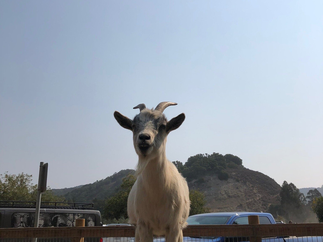 Avila Valley Barn景点图片