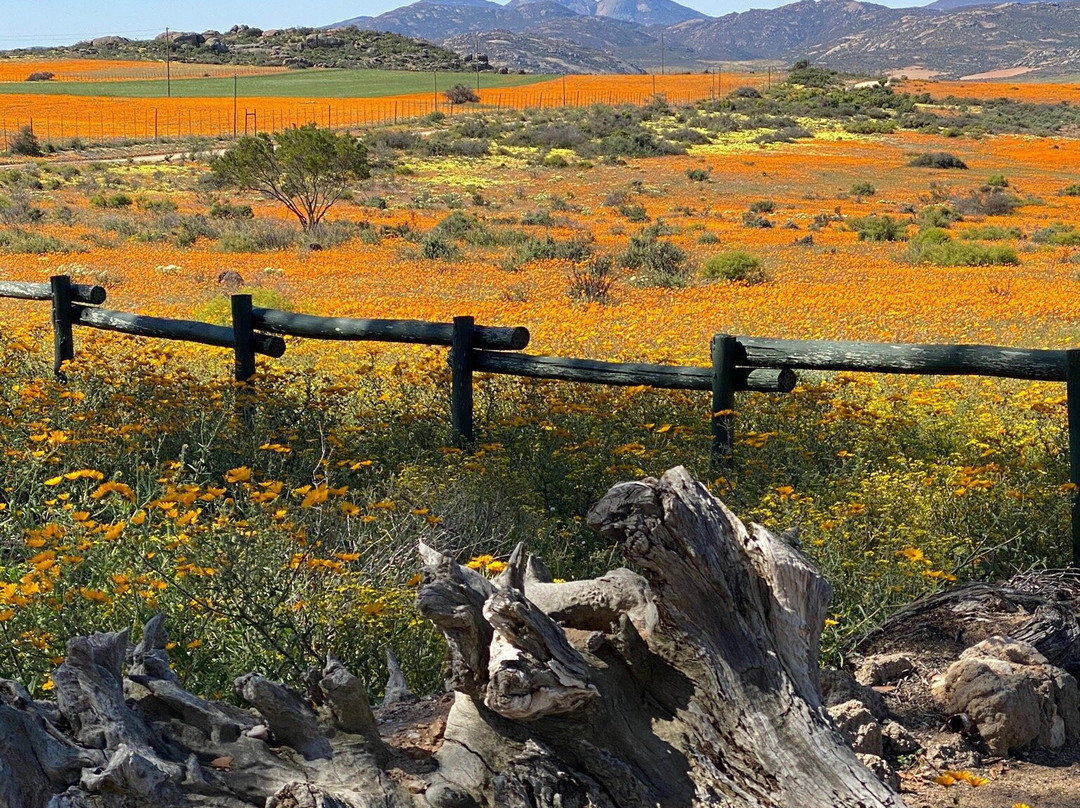 Skilpad Wild Flower Reserve-Garies必去景点