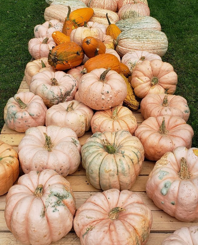 Patterson Fruit Farms-Chesterland必去景点