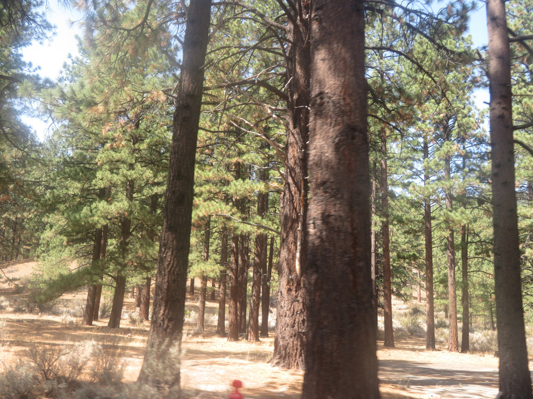 Tahoe National Forest-Downieville必去景点