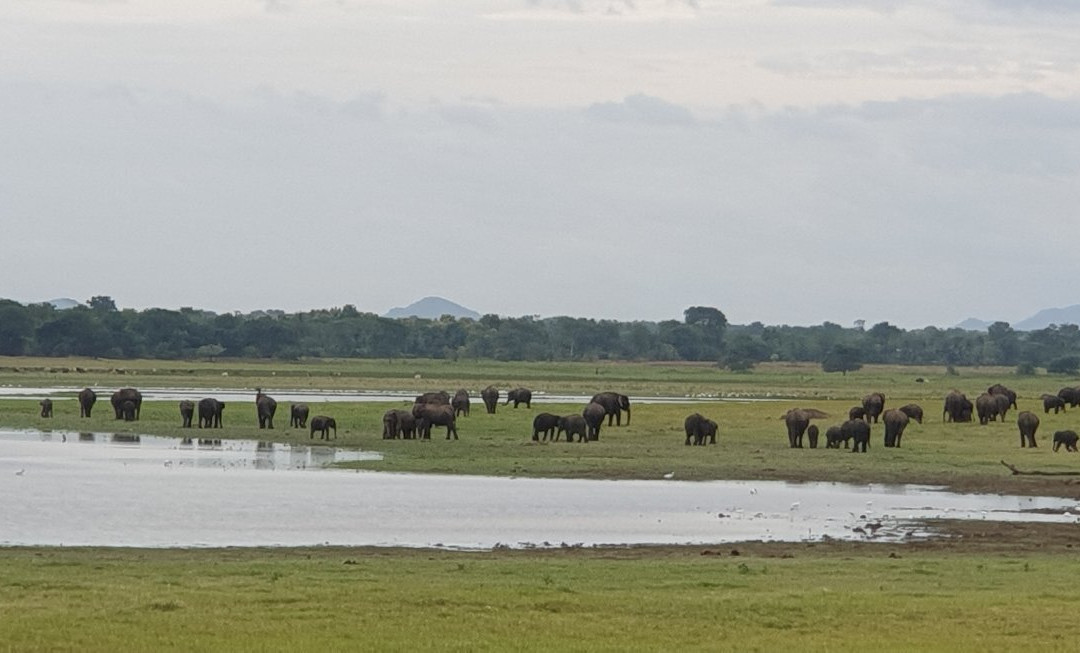Minneriya Tusker Safaris景点图片