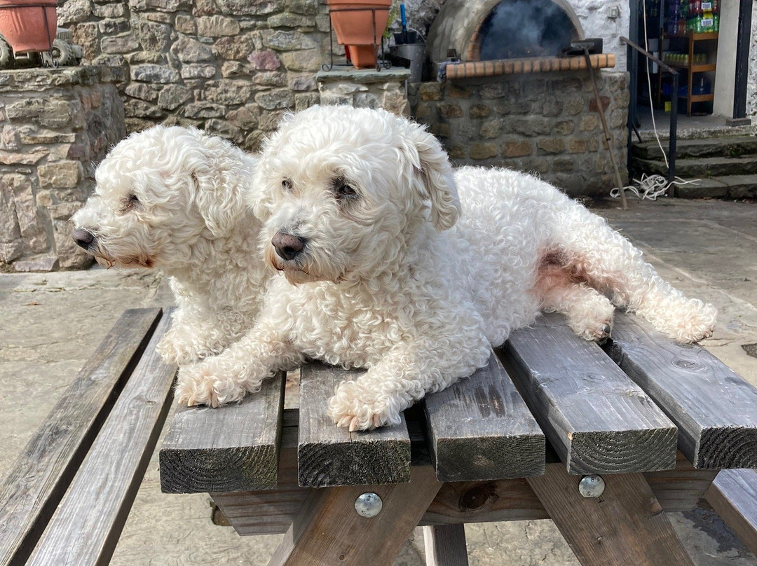 Bodafon Farm Park-兰迪德诺必去景点