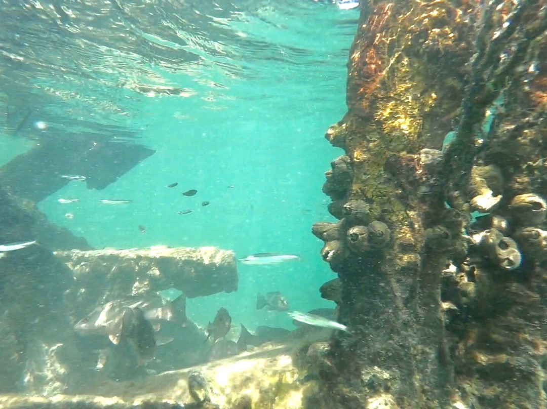 Rusty's Bucket Charters-基韦斯特必去景点