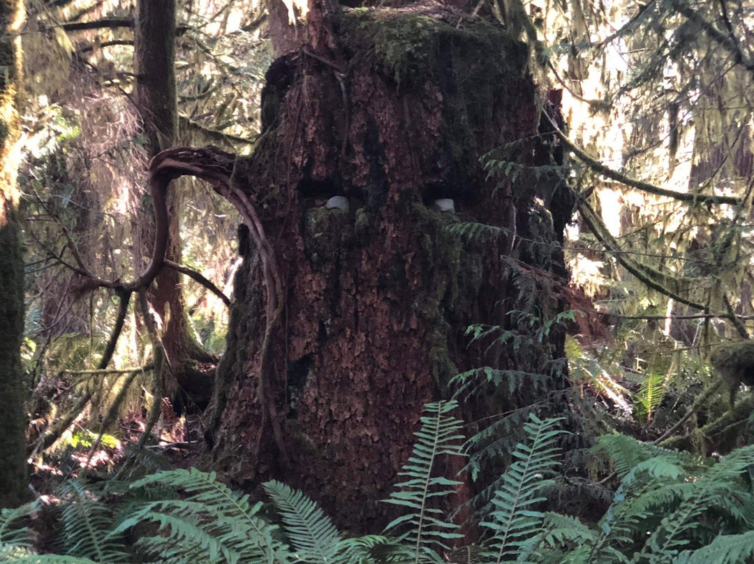 Rosewall Creek Provincial Park景点图片