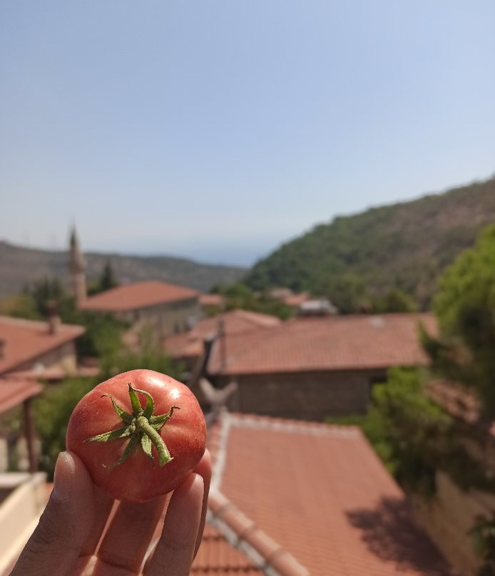 Yesilyurt Sardunya Konak主图