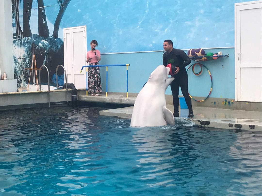 Kislovodsk Dolphinarium景点图片