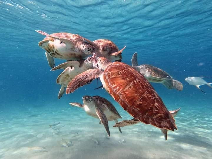 La Menta Boat Trips-库拉索必去景点