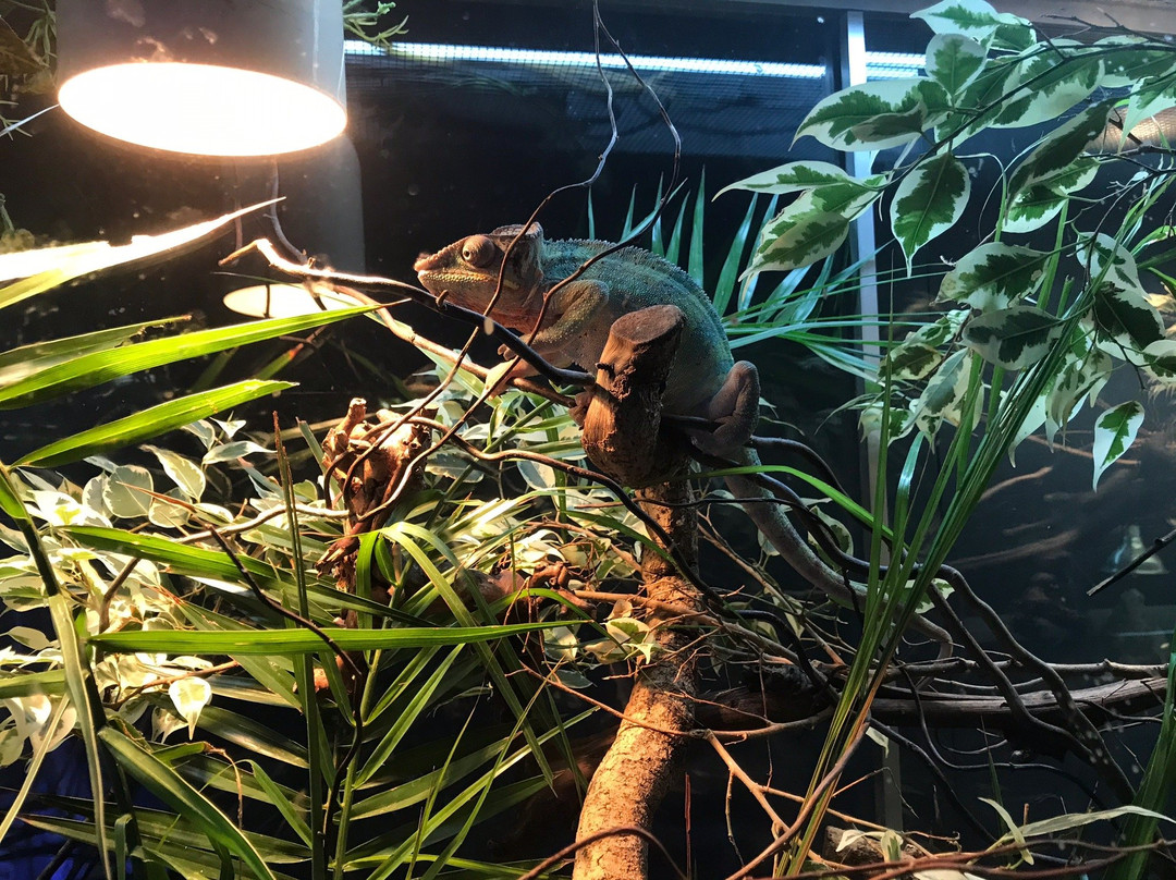 Vivarium Elapsoidea-梅林必去景点