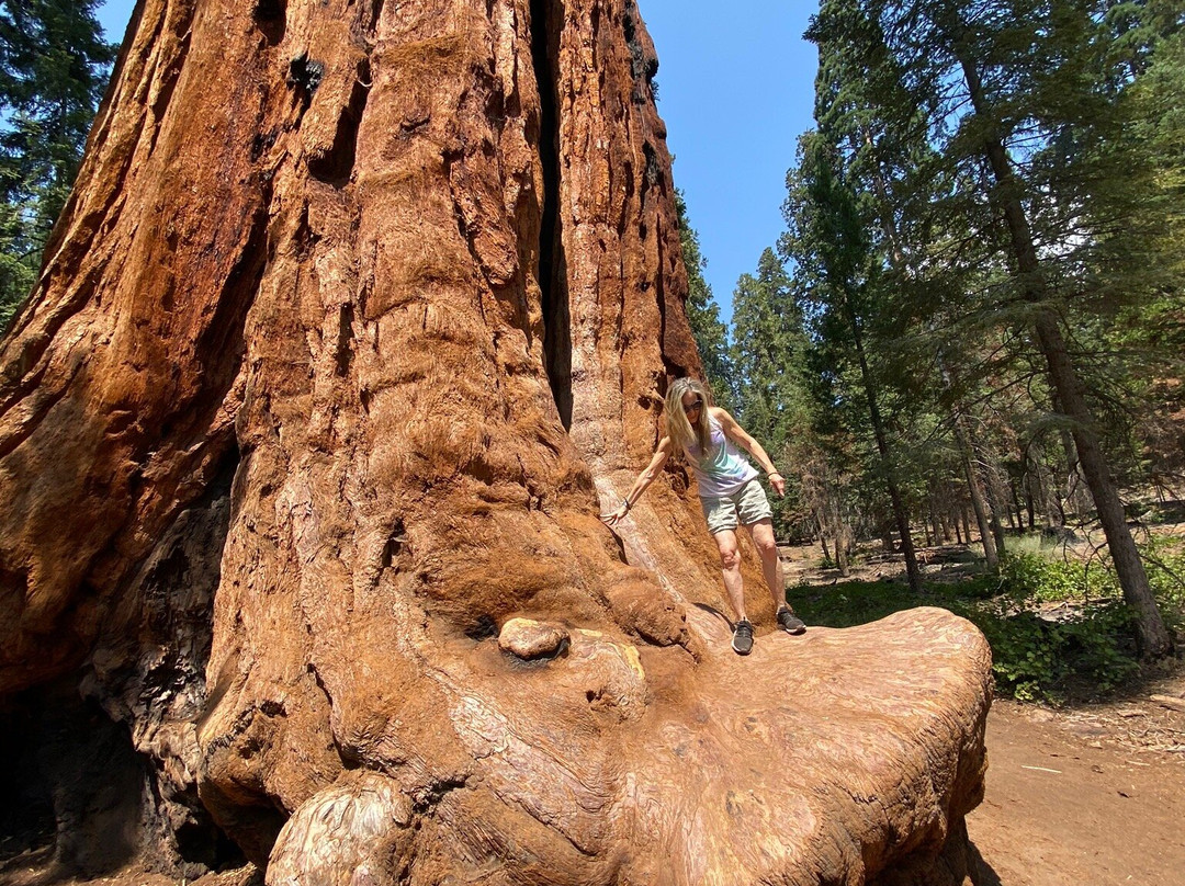 Trail of 100 Giants-波特维尔必去景点