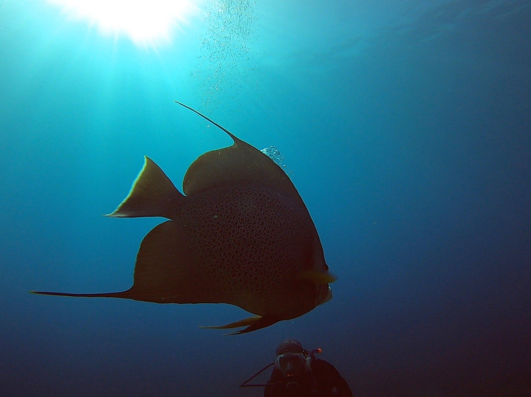 Wet Set Diving Adventures-从莫雷洛斯港必去景点