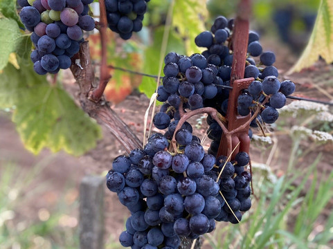 SIP-波尔多必去景点