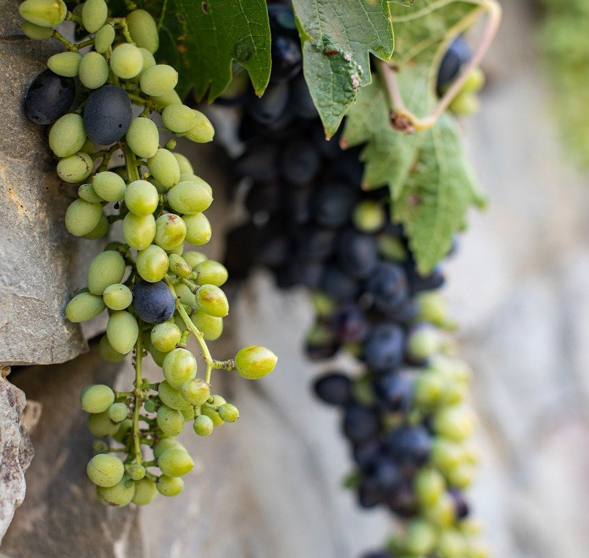 Kostantakis Cave Winery-Pollonia必去景点
