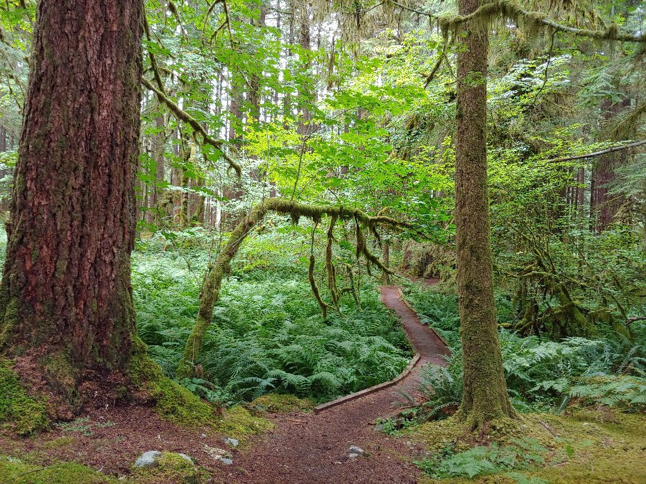 Olympic National Park and Forest Lake Quinault Tours景点图片