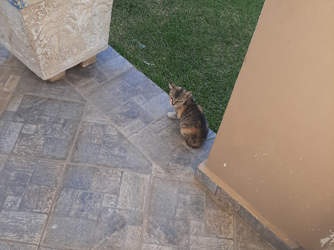 Mediterranean Hotel & Apartments主图