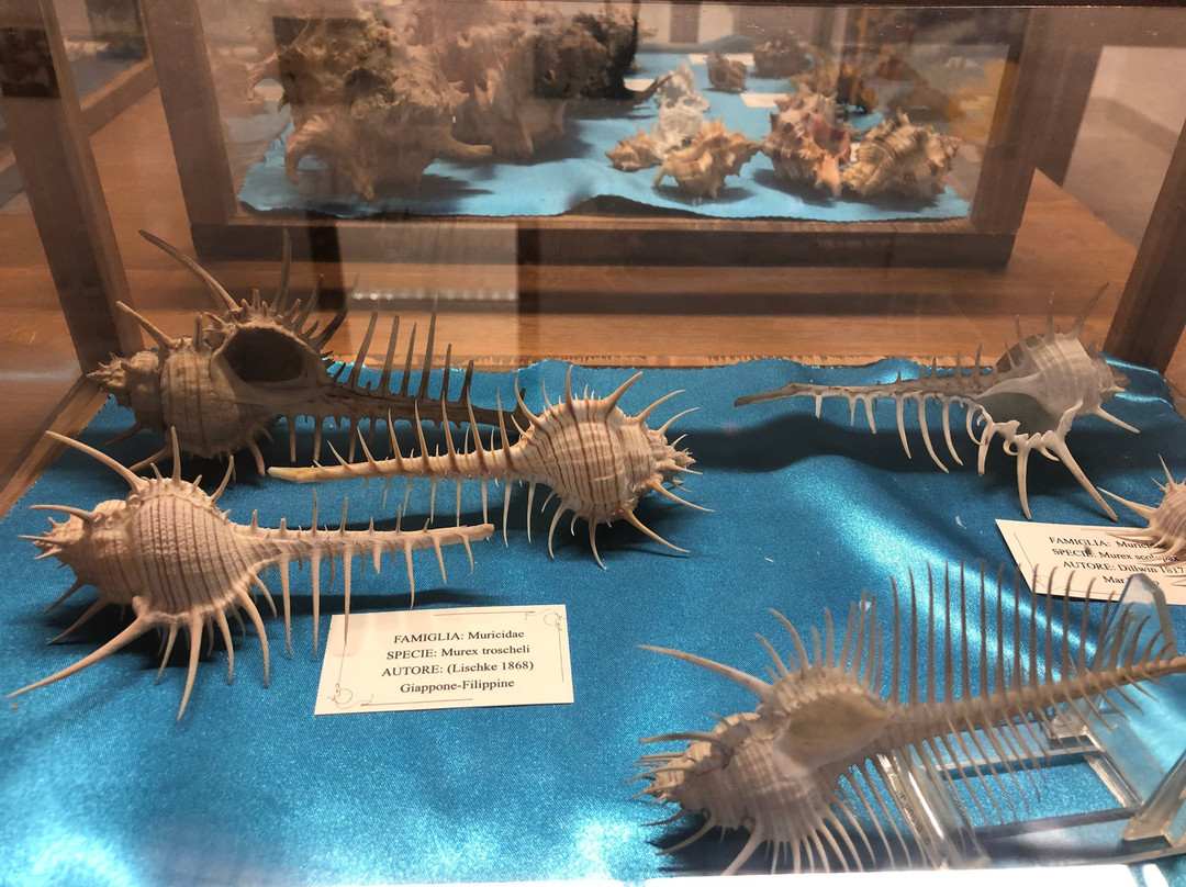 Museo delle Conchiglie-Roseto Capo Spulico必去景点