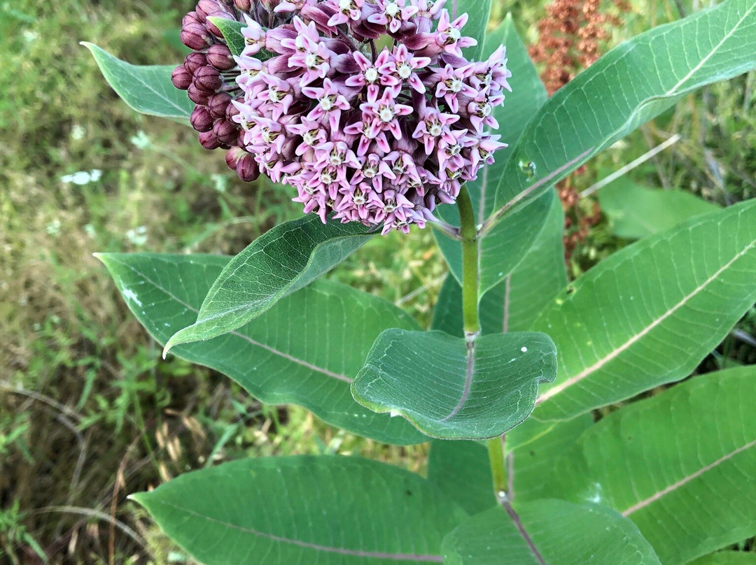 Chesterfield Central Park-切斯特菲尔德必去景点
