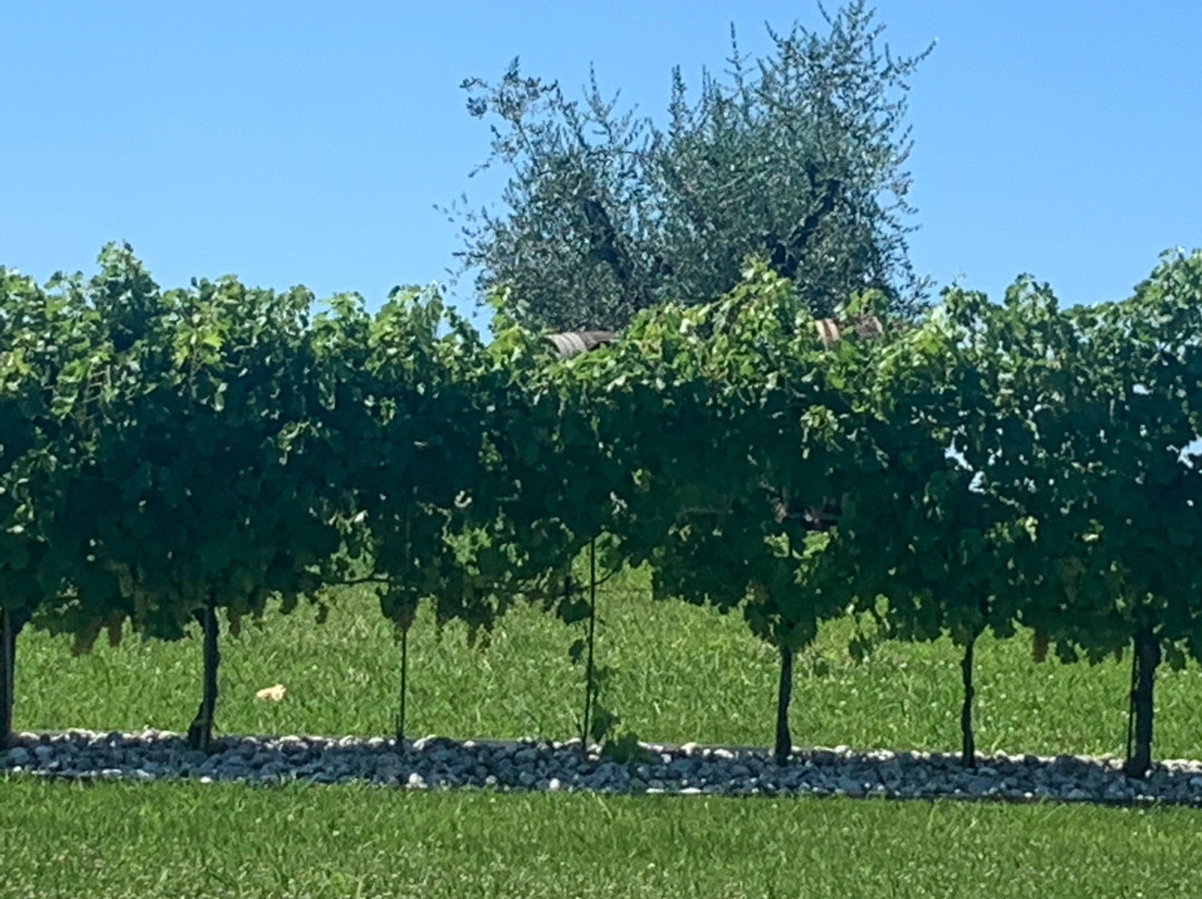 Azienda Agricola Provenza-代森扎诺-德尔加达必去景点
