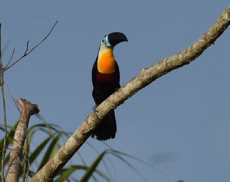 Avifauna Tours-西班牙港必去景点