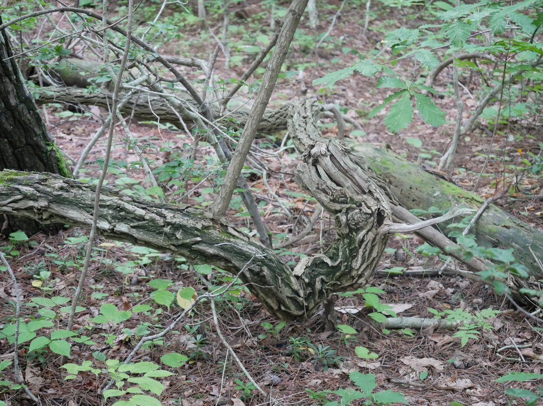 Sarugamori Hiba Maibotsu Forest景点图片