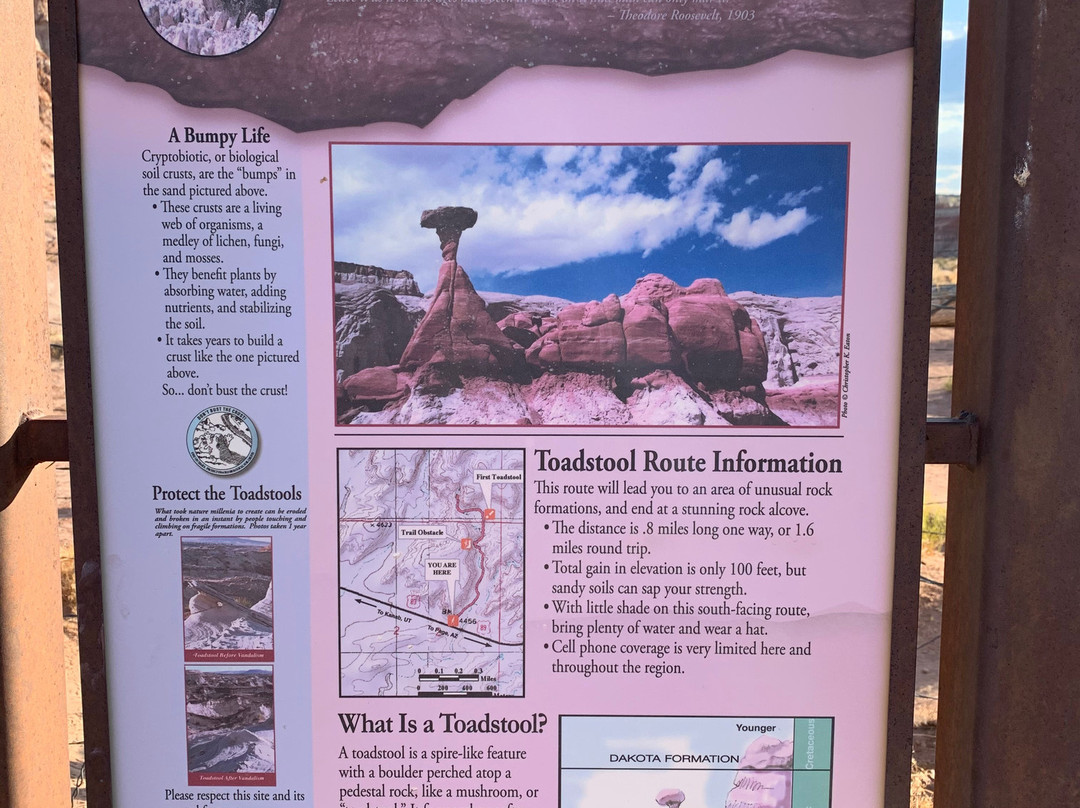 The Toadstools-比格沃特必去景点