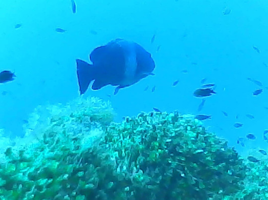 IL DELFINO DIVING ASD-奥尔比亚必去景点