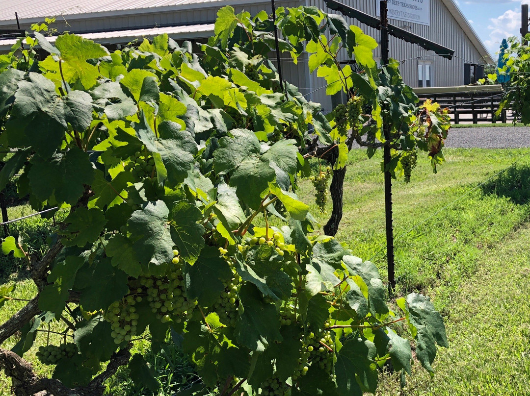 Lavaca Bluffs Vineyard and Winery景点图片