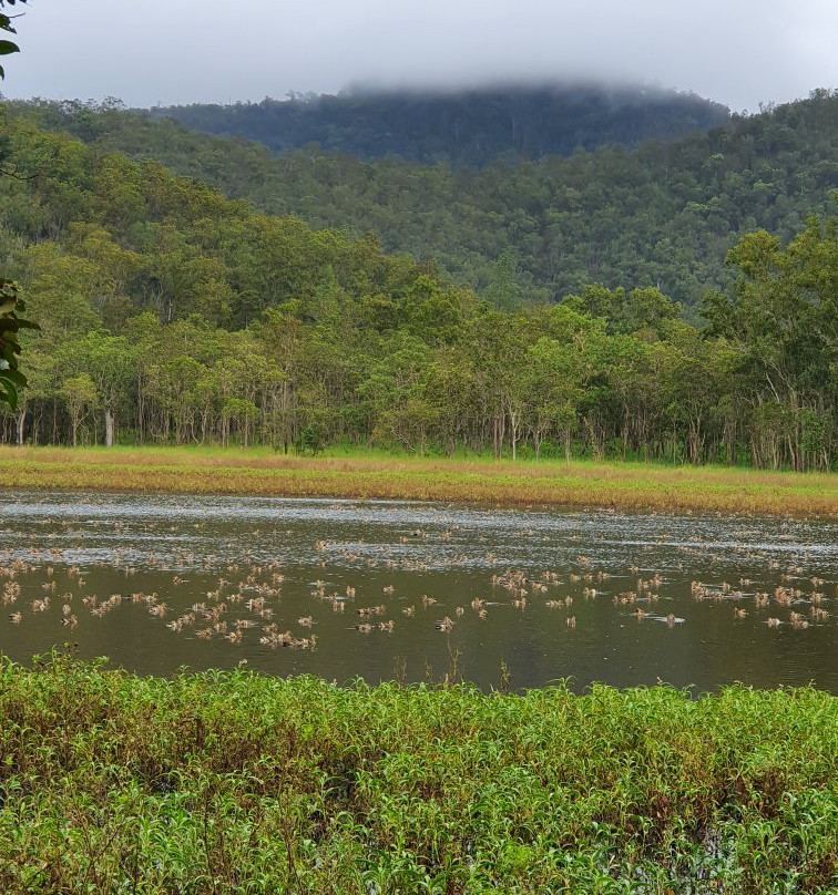 Hasties Swamp National Park- 阿瑟顿必去景点