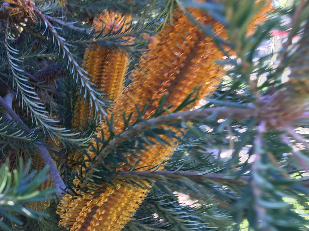 Pioneer Reserve-Kongwak必去景点