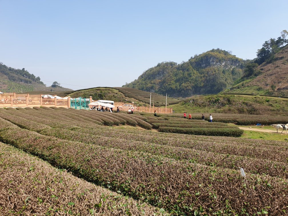 Moc Chau Tea Plantation-Moc Chau必去景点