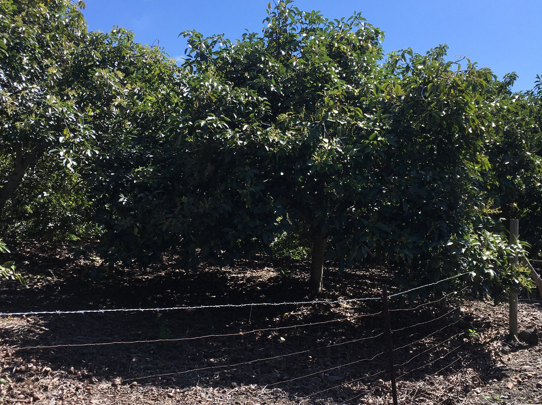 呼鲁马累岛-凯鲁瓦-柯纳必去景点