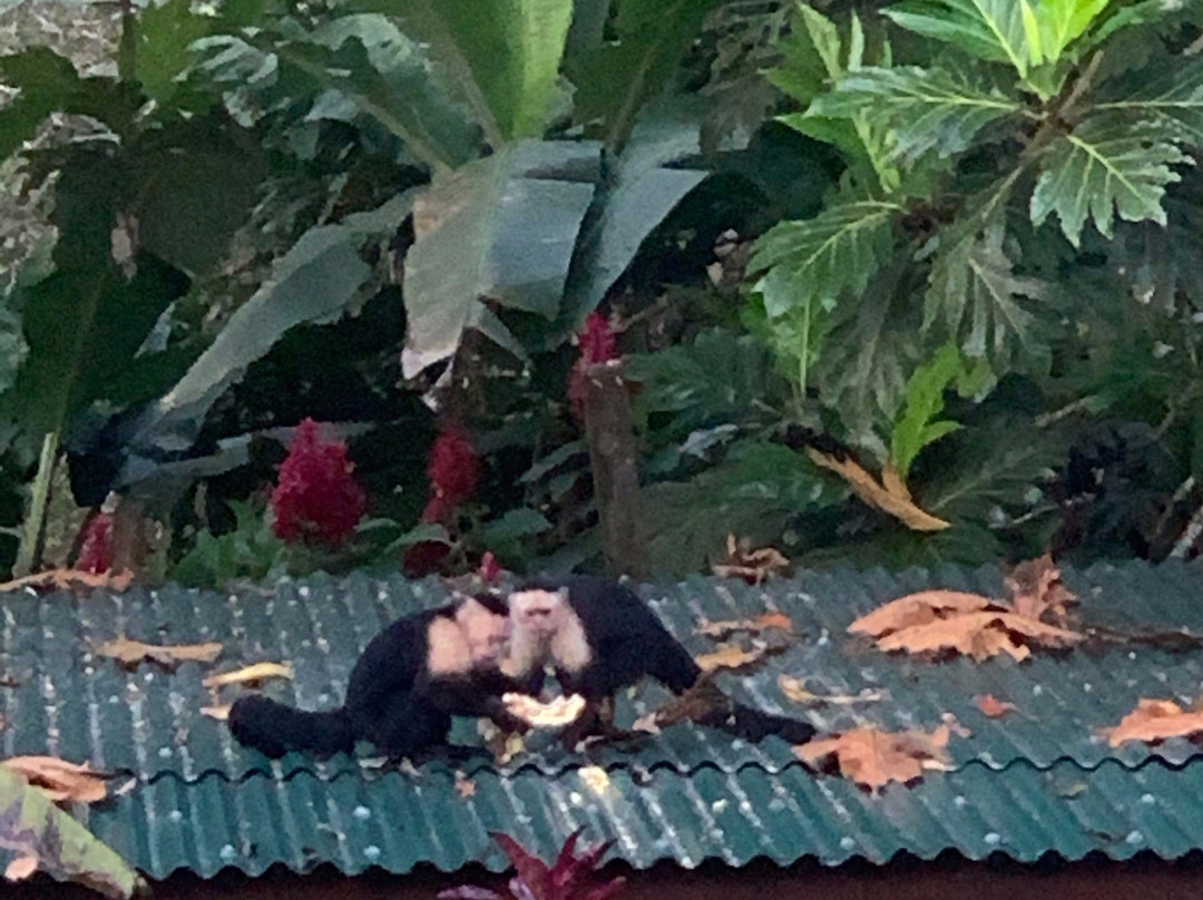 Oasis Bluff Beach主图