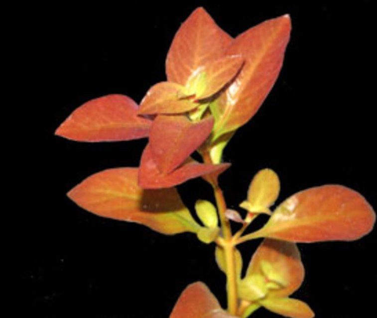 Neptunes Aquariums-海厄利亚必去景点