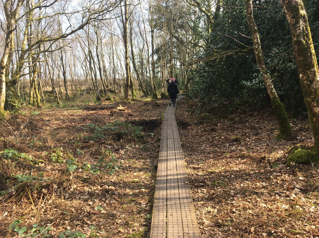 Girley Bog Eco Walk-凯尔斯镇必去景点