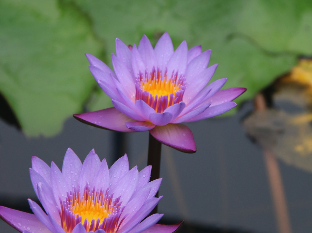 Thai Temple景点图片